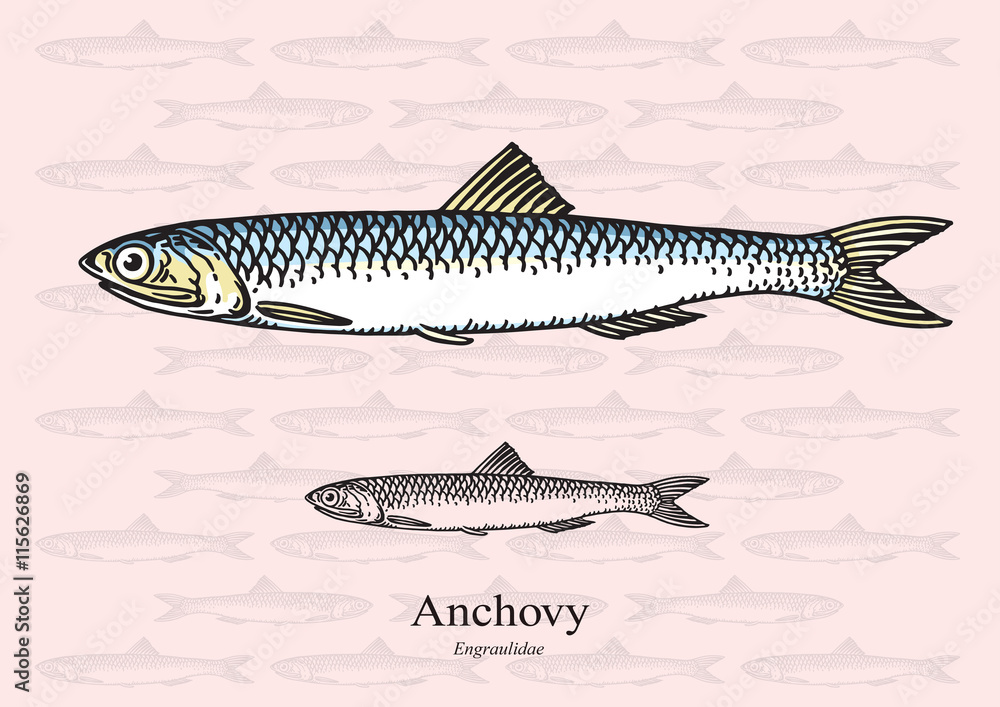 Anchovy fish. Vector illustration for web, education examples, graphic and packaging design. Suitable for patterns and artwork in Anchovy fish. Vector illustration for web, education examples, graphic and packaging design. Suitable for patterns and artwork in