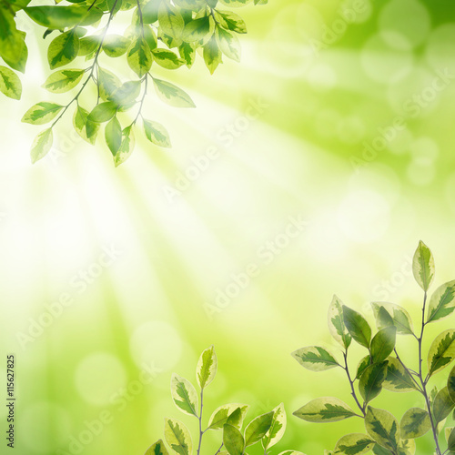Green Leaf background with sun ray