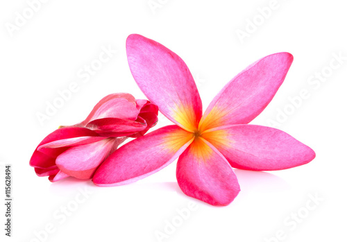 Pink Frangipani flower isolated on white