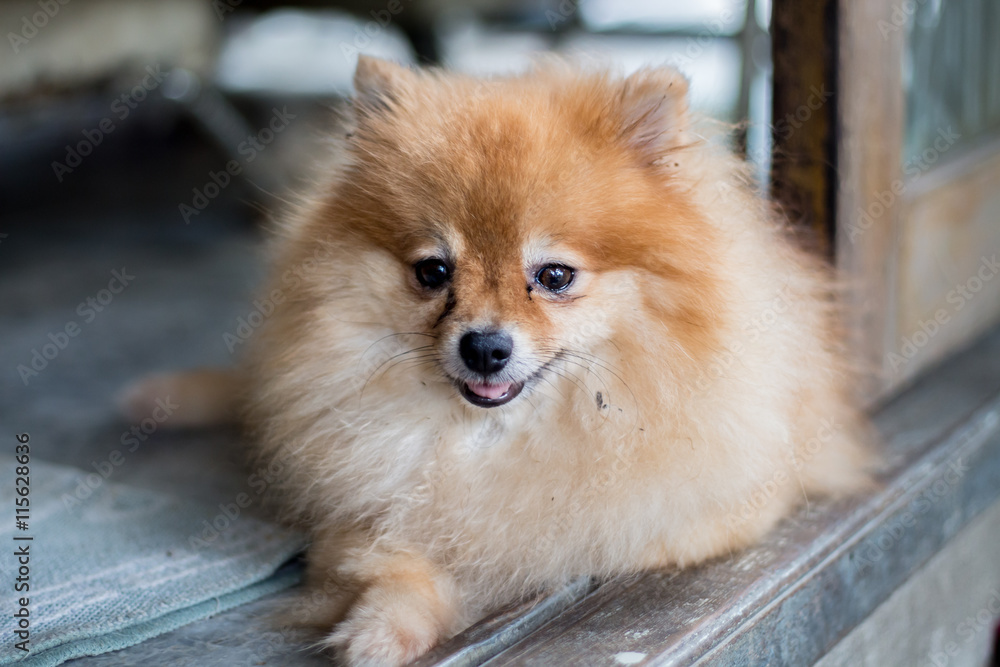 Orange pomeranian dog smile and sitting at outdoor. Orange pomeranian dog smile and sitting at outdoor.