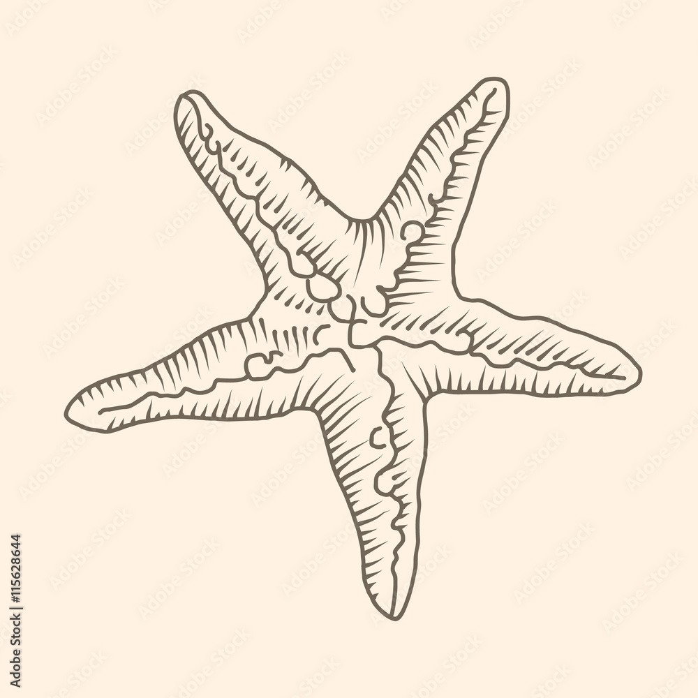 Zentangle starfish. vector sketch. Ocean abstract . Zentangle starfish. vector sketch. Ocean abstract .