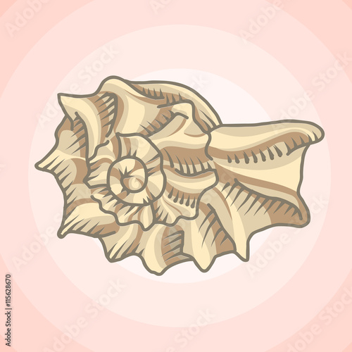 Spiral seashell illustration