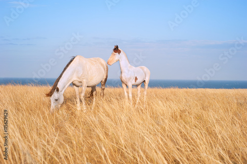 Beautiful horses at seashore