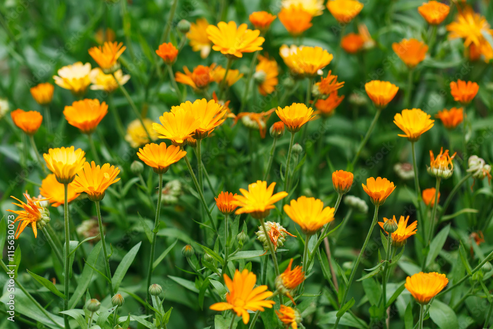 Summer background with growing flowers calendula, marigold