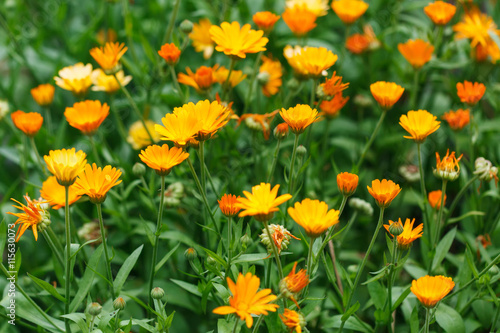 Summer background with growing flowers calendula  marigold