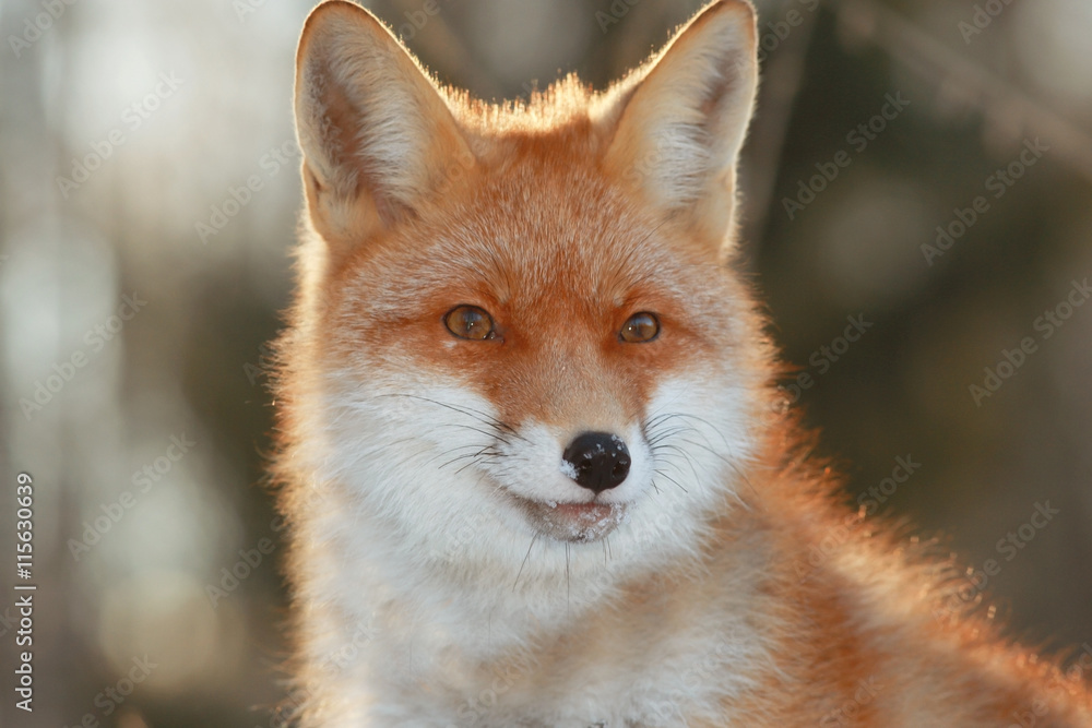 Obraz premium red fox in winter forest Pretty