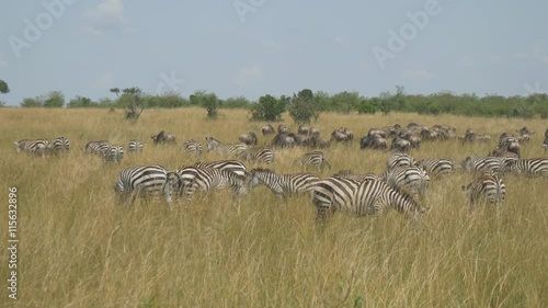 Large herd of zebras eating grass in African safari