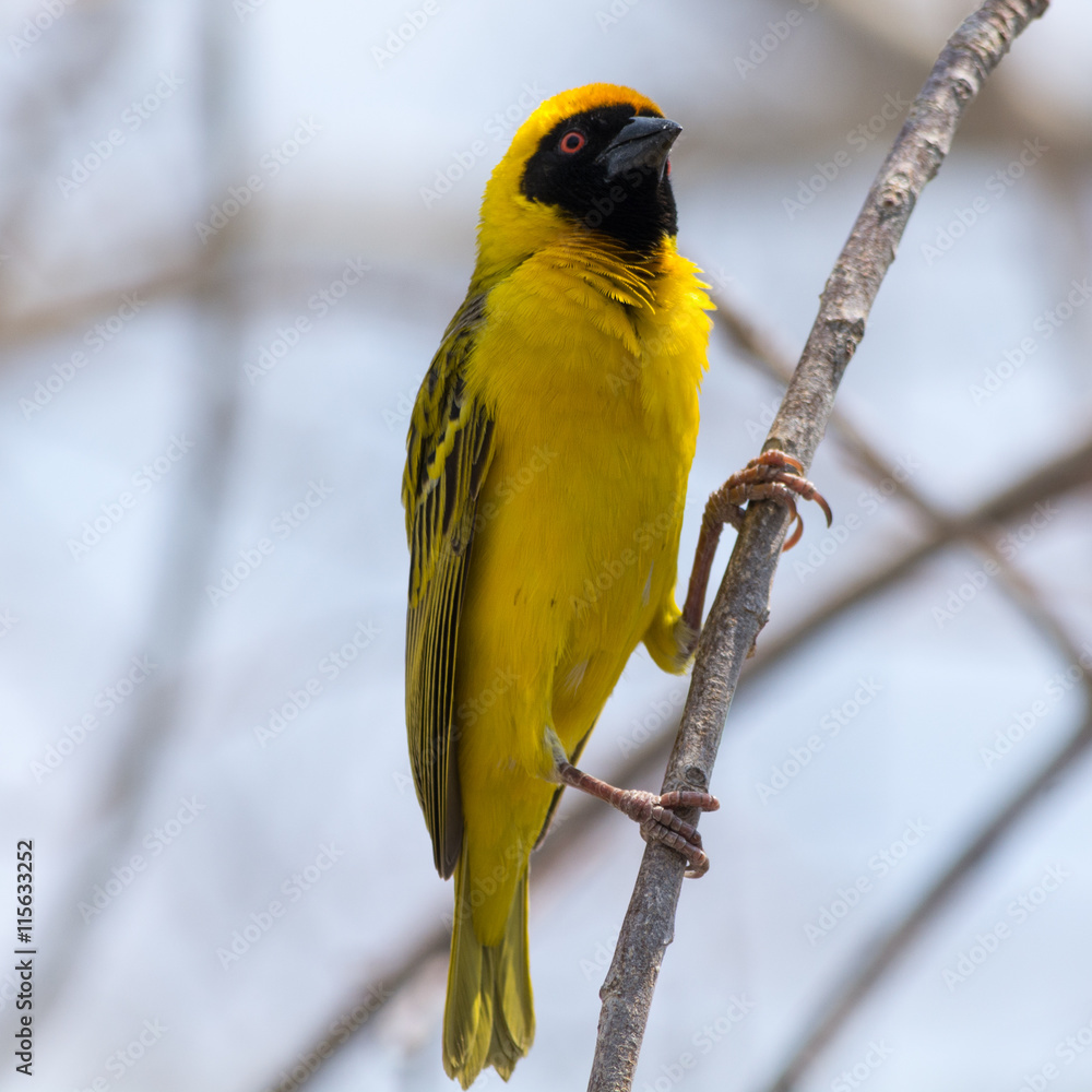 Fototapeta premium Yellow masked weaver bird in tree