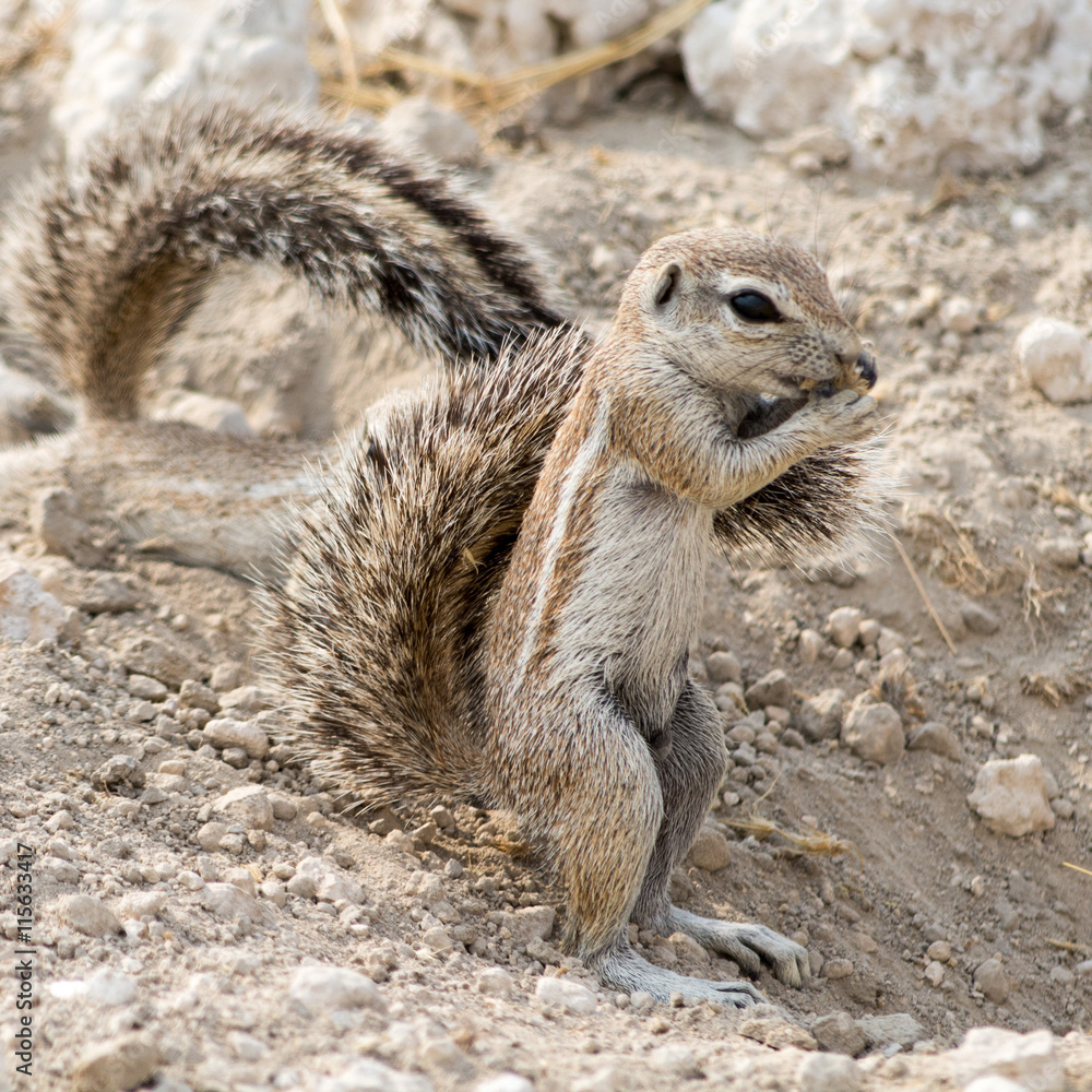Fototapeta premium Ground Squirrel.