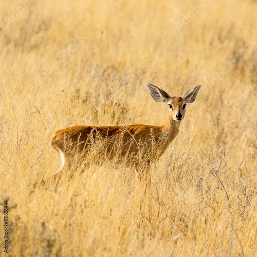 Steenbok photo