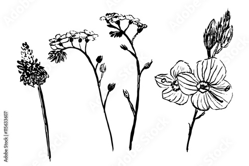 drawing set collection forest and garden herbs sketch hand-drawn graphic isolated vector illustration
