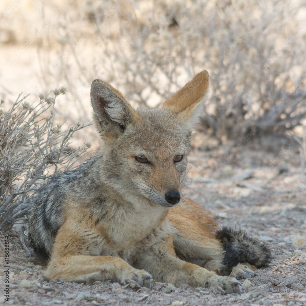 Black-Backed Jackal