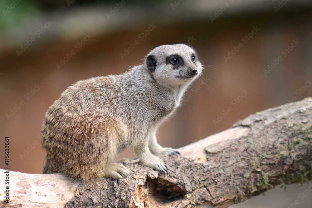 Obraz premium Meercat