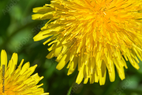 Bright yellow dandelion flowers for a background