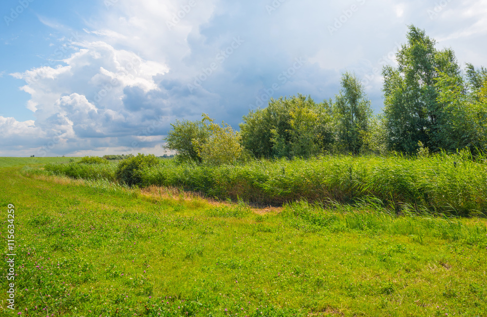 Obraz premium The shore of a lake in summer