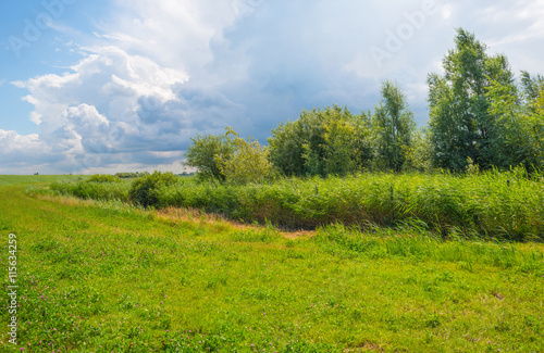 The shore of a lake in summer