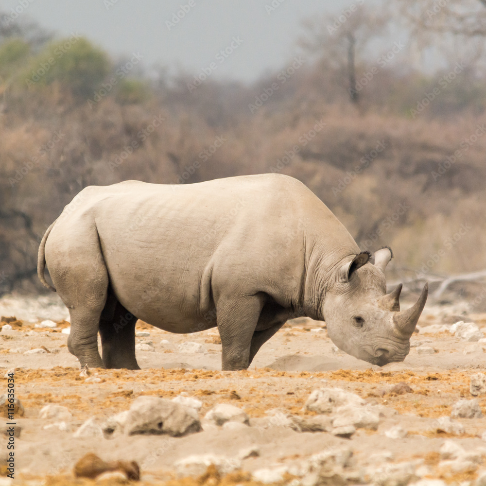 Fototapeta premium Rhinoceros