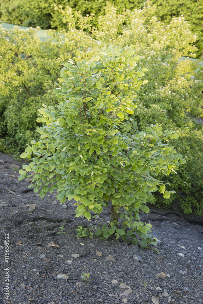 Young linden tree growing on a slope of rock.