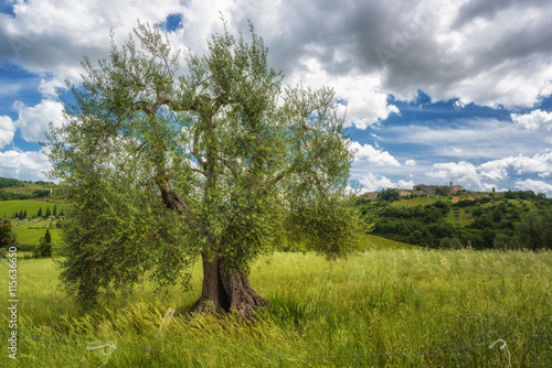 Beautiful spring landscape with vineyards and olive trees.
