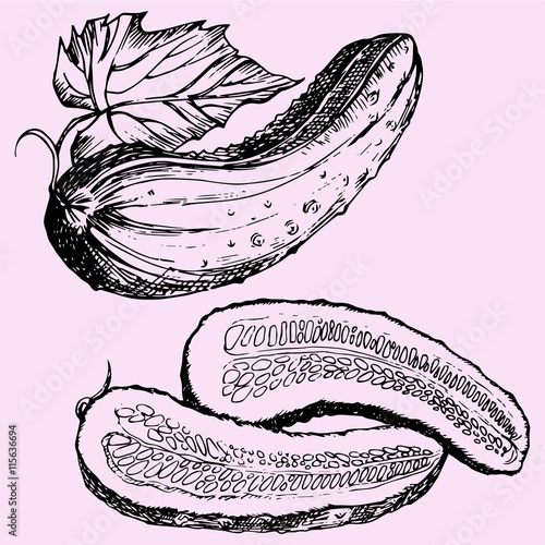 Pieces half cucumber doodle style sketch illustration hand drawn vector