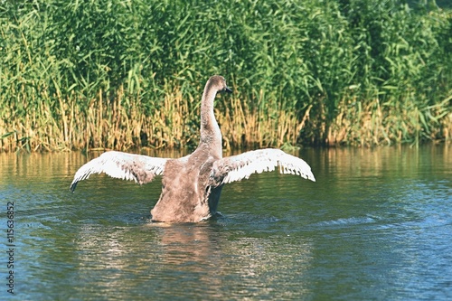 Beautifully young swan (Cygnus olor) © montypeter