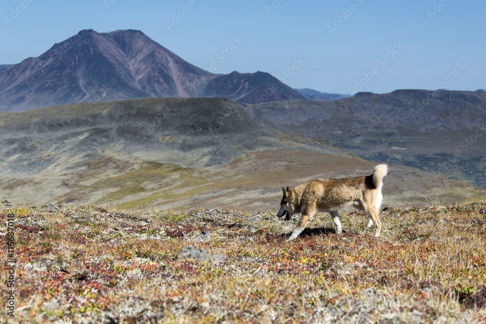 Sibirischer Husky - Bystrinskij-Naturpark - Kamtschatka - Sibirien - Russland