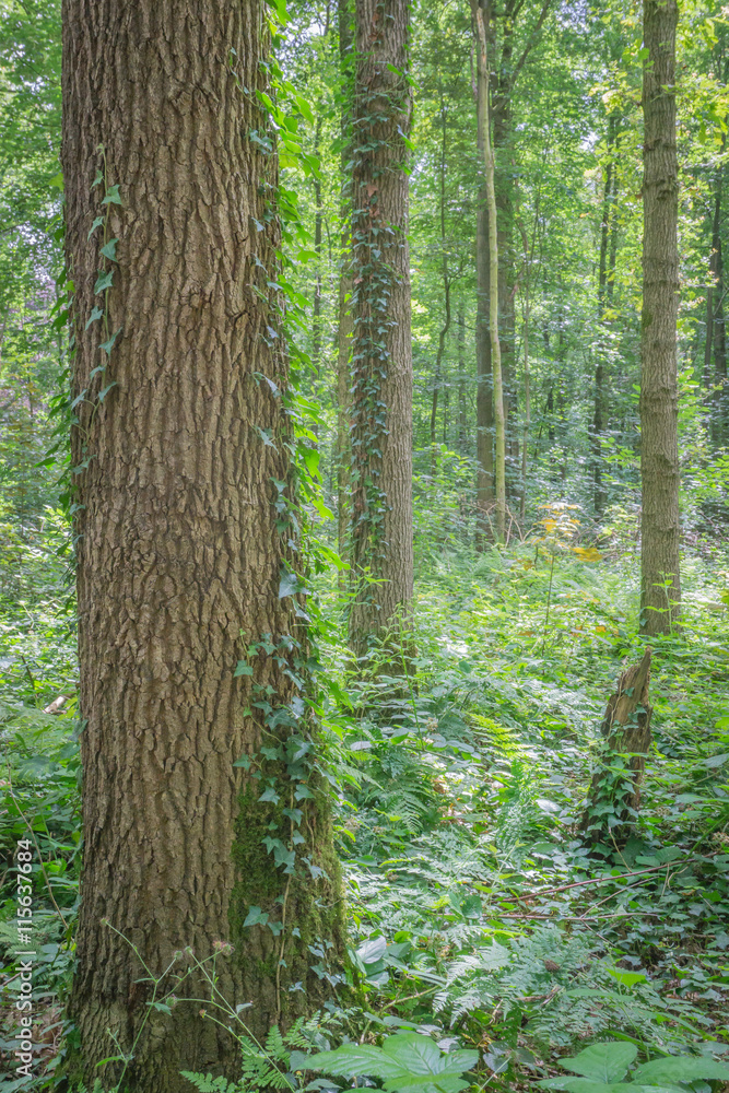 Naklejka premium trees growing ivy in the forest