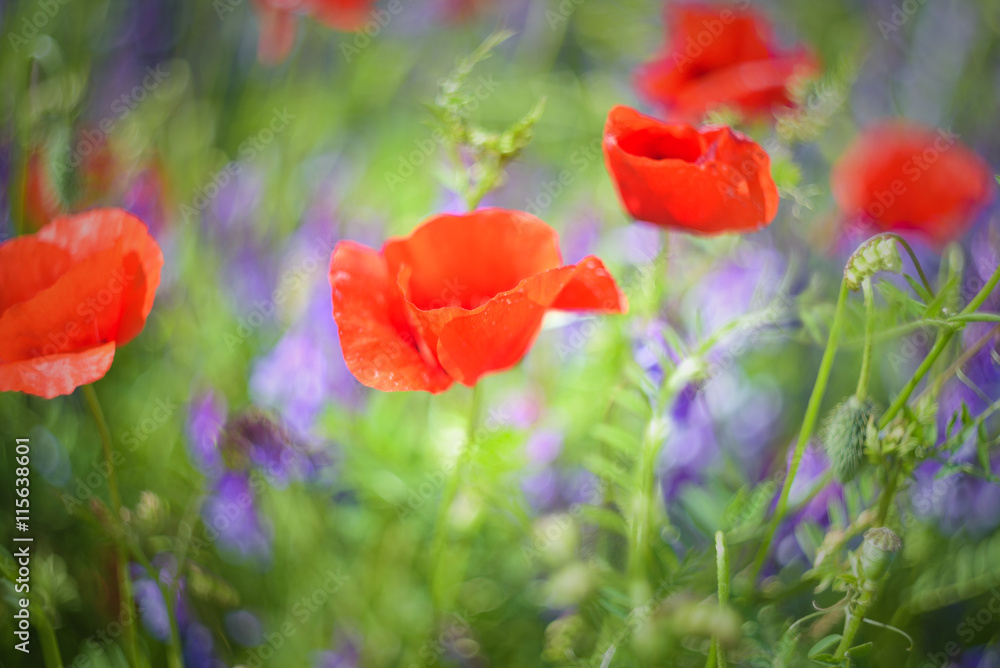 Fototapeta premium Full color meadow with dominant red color of poppies.