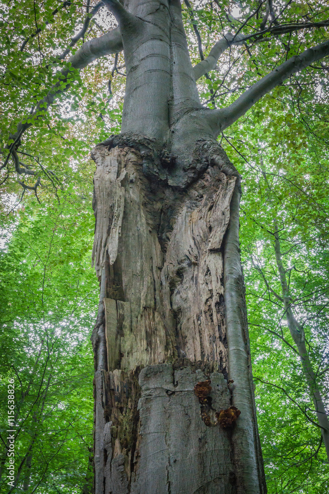Fototapeta premium damaged tree close up