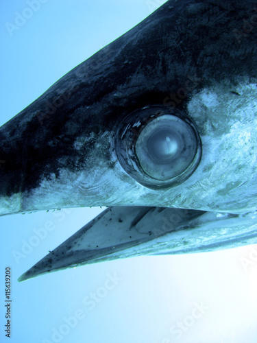 Eye of a swordfish