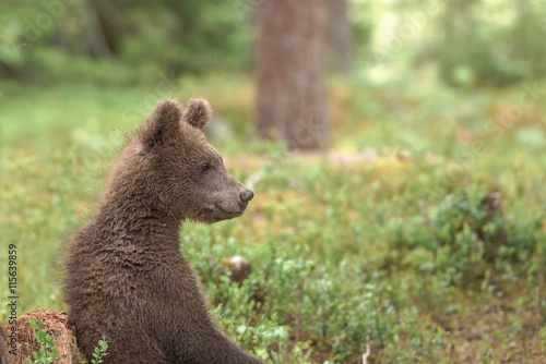 Bear cub sitting in the woods and looking curiously around