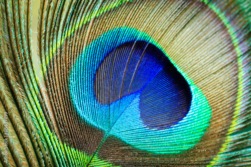 Macro Peacock Feather © Holly Michele