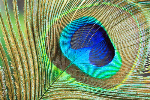 Macro Peacock Feather