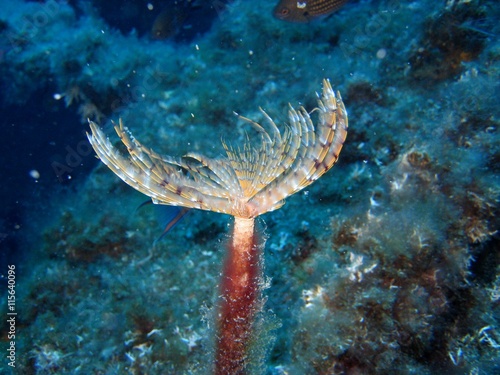 Tubeworm underwater