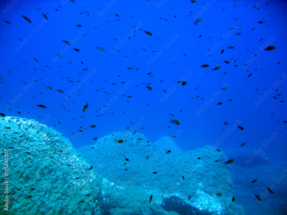 Shoal of black fishes underwater Shoal of black fishes underwater