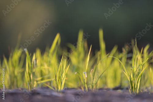 Selective focus of young rice sprout growing in the rice field