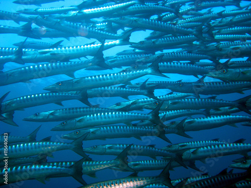 Shoal of barracuda photo