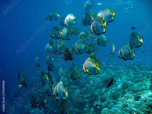 Shoal of fish underwater