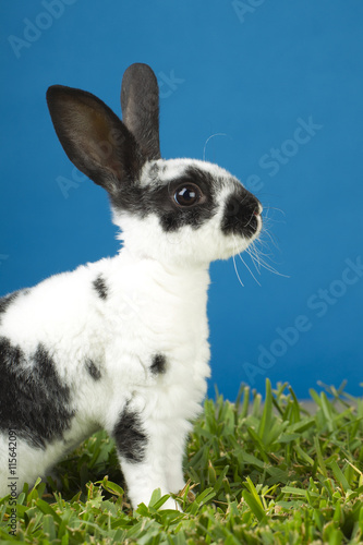 Young Rex rabbit. photo