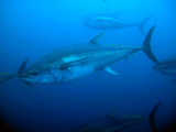 Yellowfin tuna swimming in deep water 