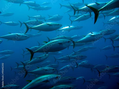 Obraz Szkoła tuńczyka