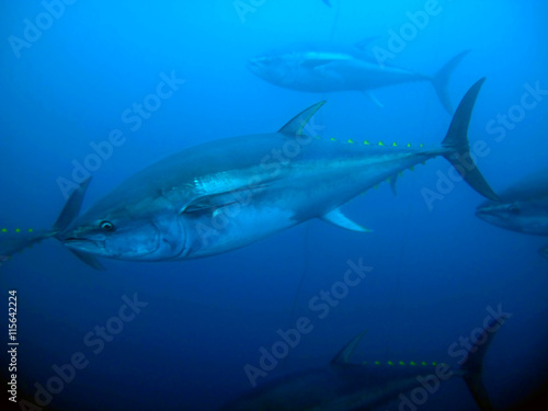 Yellowfin tuna swimming in deep water 