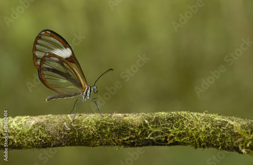 Clear-winged Butterfly (Greta oto) Cloud forest. Mindo Western slope of Andes Ecuador, South America photo