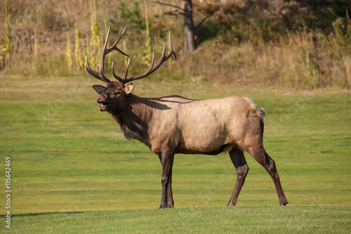 Bull Elk Bugling