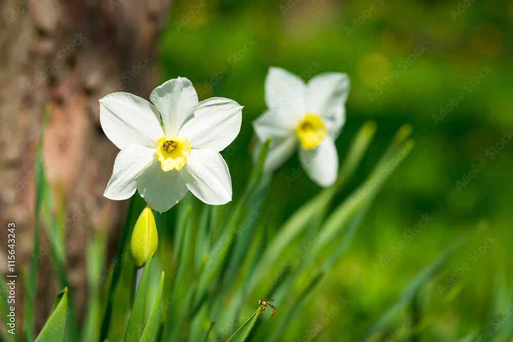 Blooming narcissus. Flowering white daffodils at springtime. Spring flowers. Shallow depth of field. Selective focus.
