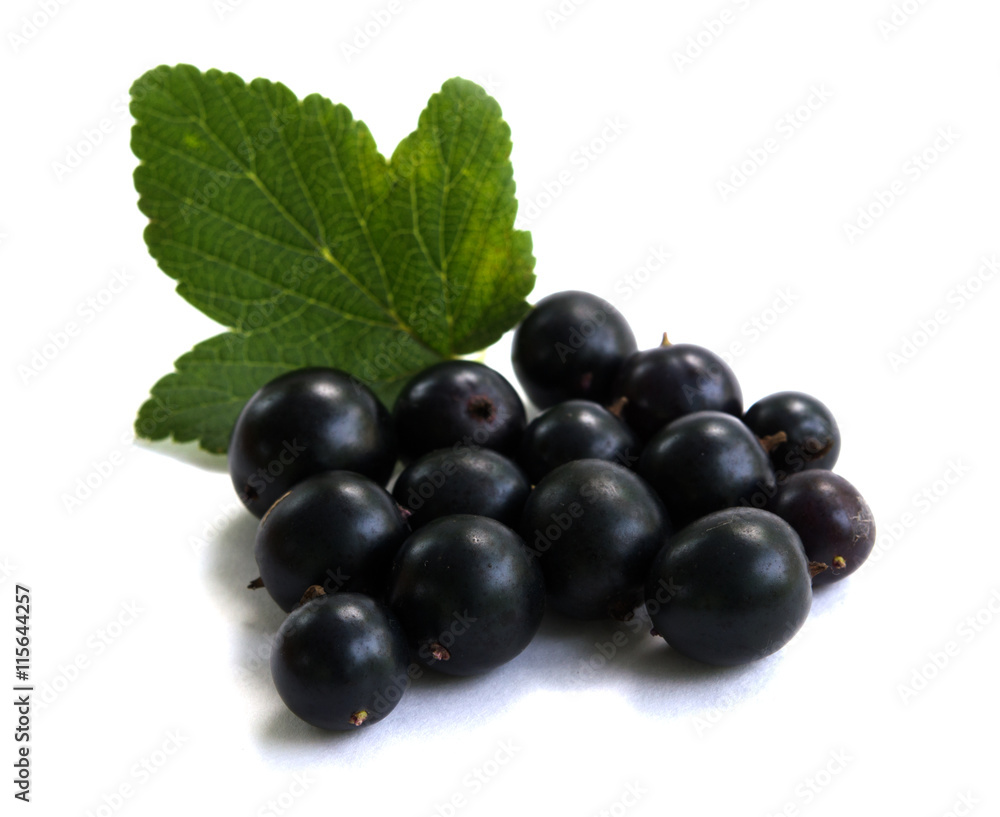 Several of black currants with green leaf Several of black currants with green leaf
