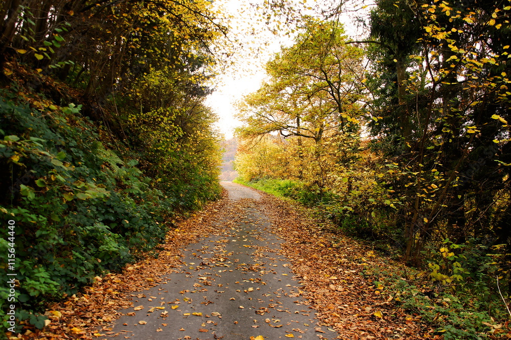 asphaltierter Waldweg im Herbst mit grün gelben Bäumen und Sträuchern

