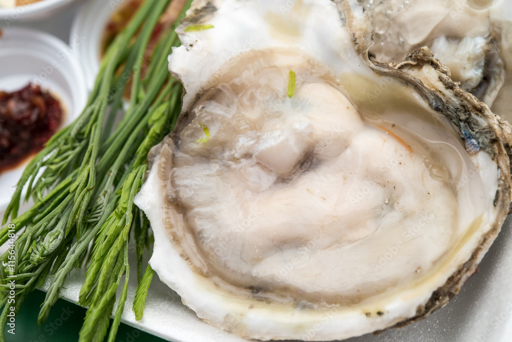 oyster oyster