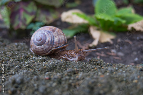 Snail on the walk, Olginka, Russia