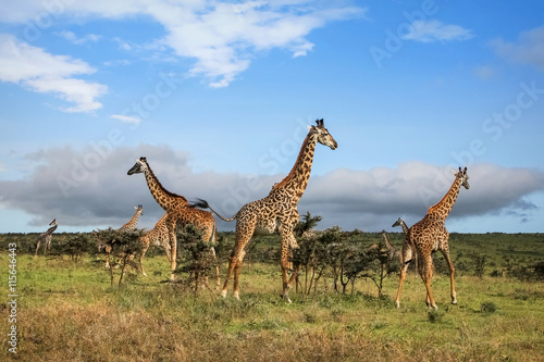 A herd of giraffes in the African savannah . 